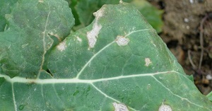 Phoma leaf spot symptoms on an oilseed rape leaf.